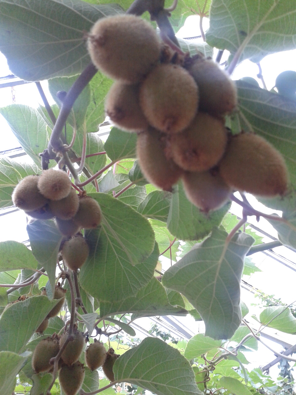 20140726_113145.jpg image