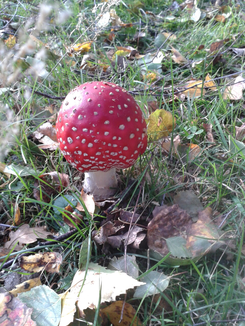 20140927_153729.jpg image